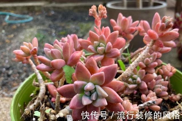 恢复|徒长的多肉是怎么恢复的？秋天你可以试试这2种方法