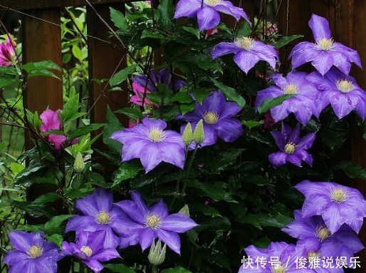 爬满|喜欢养铁线莲怎么办做好3小步,蹭蹭蹿芽,爬满篱笆墙!