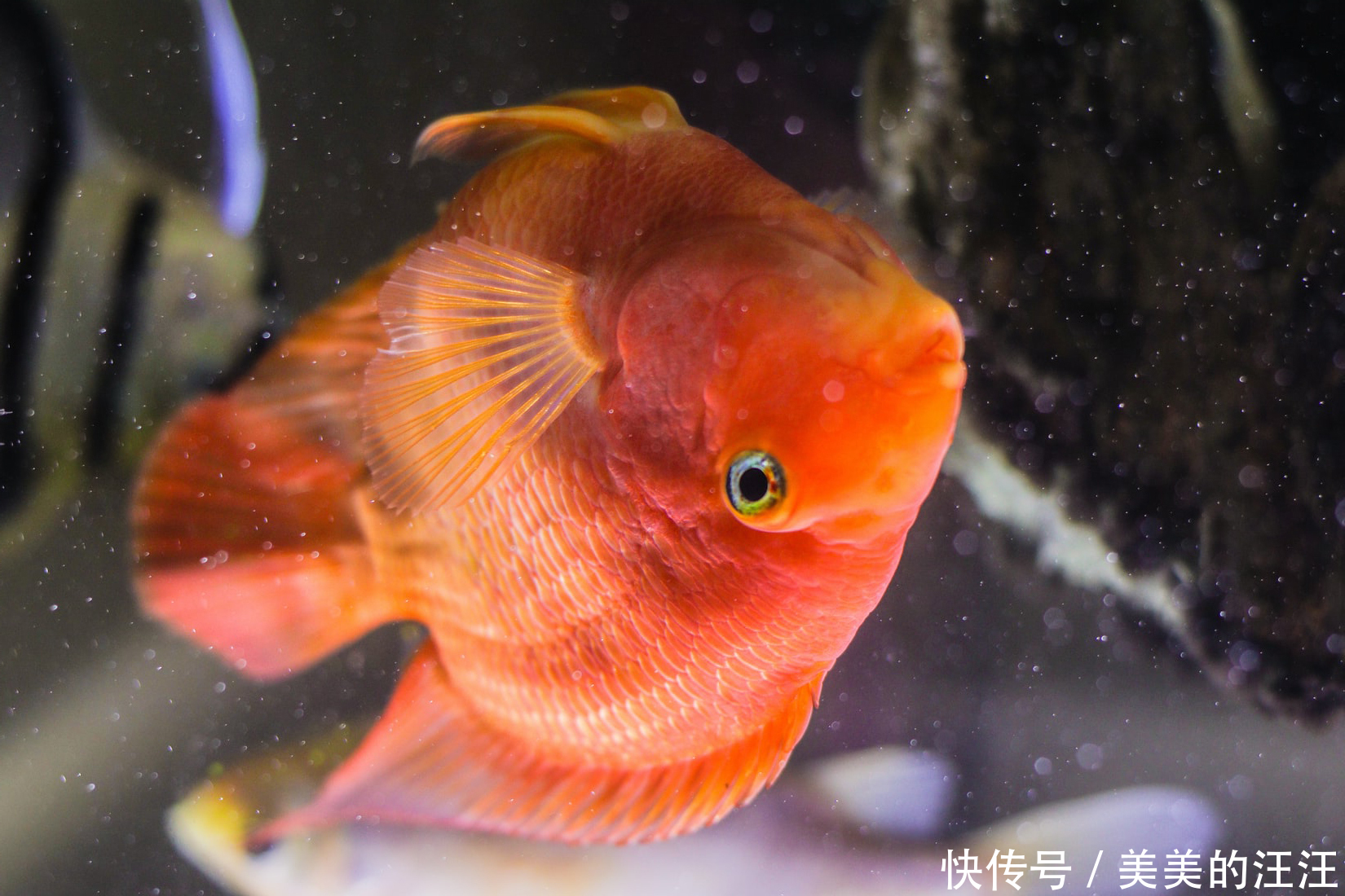 鹦鹉鱼身上有白点