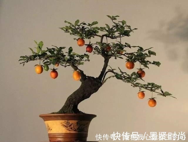 2种名贵的盆景树,观赏性高价值不菲,能养的家庭不一般!