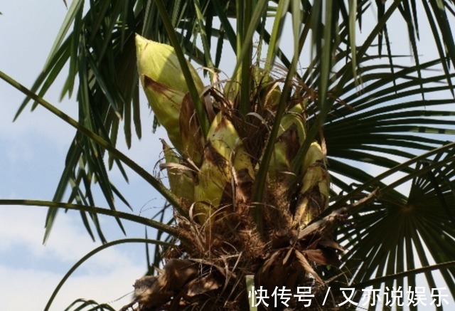 棕树花|农村的这种野味一般人吃不到,产量极少,味道非常鲜美!