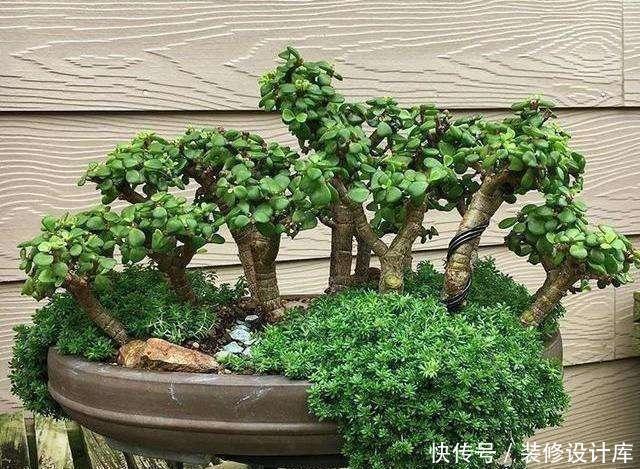 价值|这3种花养成老桩价值高，养得越久越美，喜欢的别错过