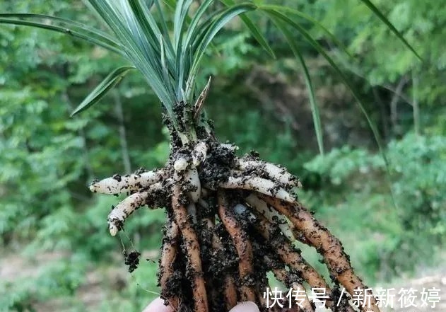 花盆|兰盆的土总是太湿怎么办?教你小技巧,把土壤调节到最佳状态