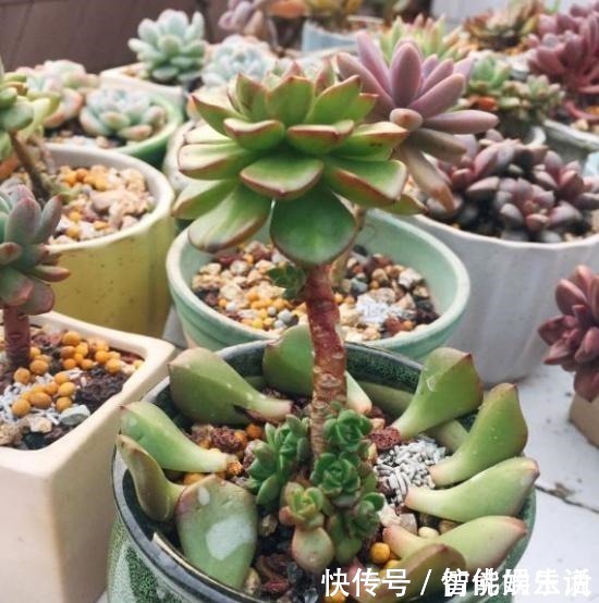 徒长|蒂亚徒了，都可以召唤“神龙”，手一痒，全都拔了！