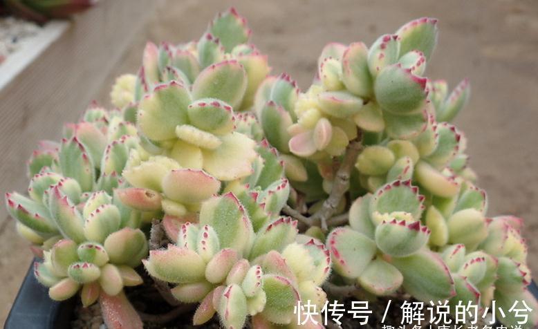 插苗|多肉繁殖方式一网打尽,学会后想怎么玩都行,1年之后还能变大户