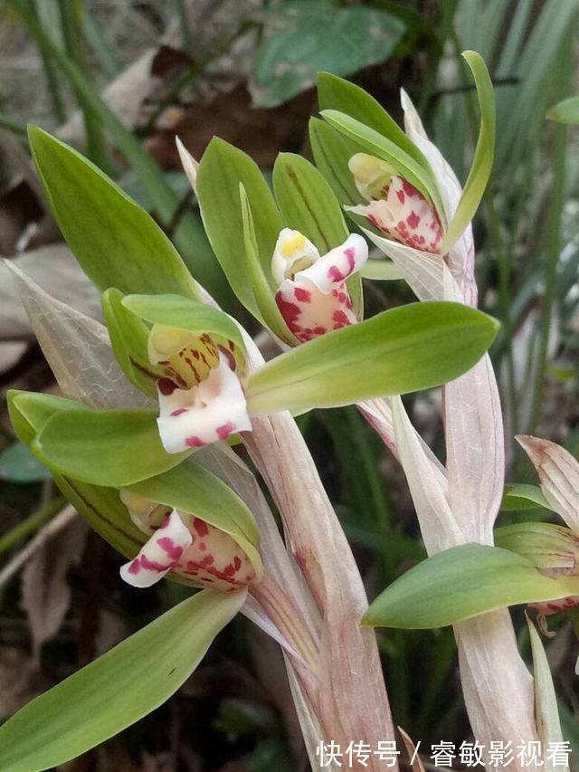 野外看到4种植物，千万不要挖，因为是濒危植物