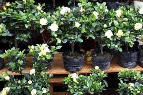 聪明人养花,这3种“花”怎样也要养一盆,每年能省不少医药费