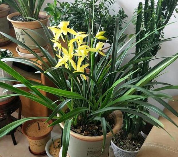 古代|5种吉利花，是古代人的“富贵花”，能活几百年，富贵又吉利