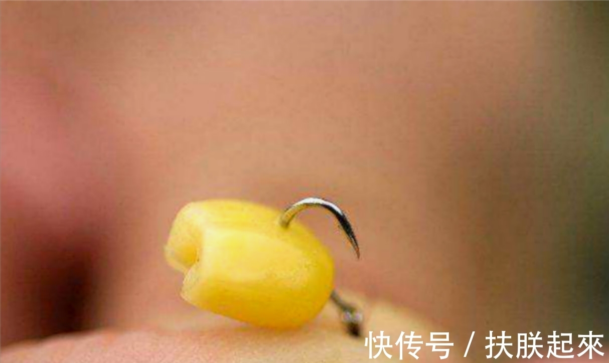 嫩玉米钓鱼,这两种泡制方法,能让渔获翻一倍
