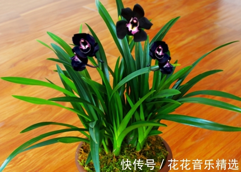 老花匠都在养的兰花,花色神秘,意境高雅,兰香浓郁,值得拥有