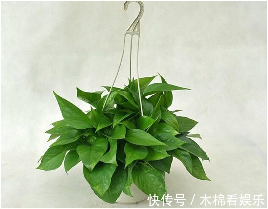 令箭|最简单易活的六种花,几个月照顾一次,都能爆盆