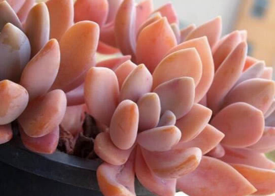 多肉冬美人种植技巧和注意事项，掌握这些，多肉健康茁壮成长