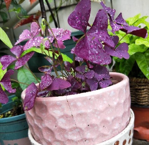 原来砍头有这么多妙处,烂根黄叶别再困扰,拿把菜刀一砍就完事!