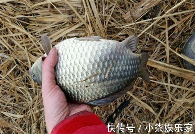 四季|这款自制饵料专攻大鲫鱼,四季通用效果绝佳,钓鲫鱼有一套