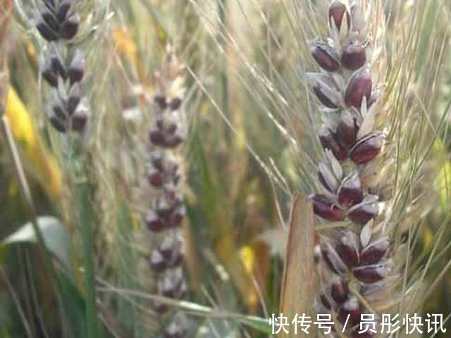 黑豆豆腐|它是预防三高的首选，也是糖尿病朋友的优选食品，补肝益肾好处多