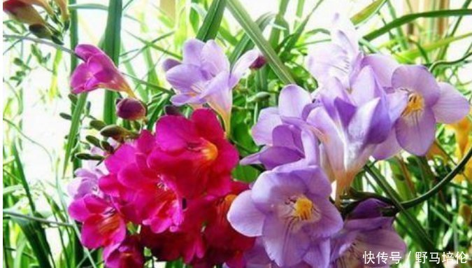 最受欢迎的4种花,被称为“开花机器”,花朵迷人,阵阵花香