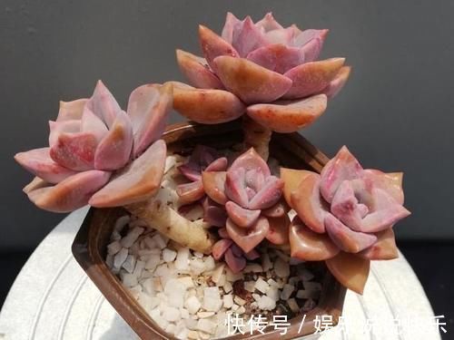 精致版|多肉彩虹糖,精致版的紫乐,容易上色喜欢群生,新手也可以放心养
