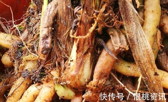 兰根|兰花烂根了怎么救花农教你几招,救活几盆烂根的兰花不成问题