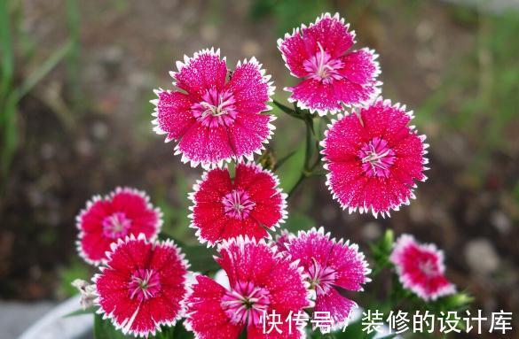 和节日很搭的8种花,花期都超长,养在室内也能美200天