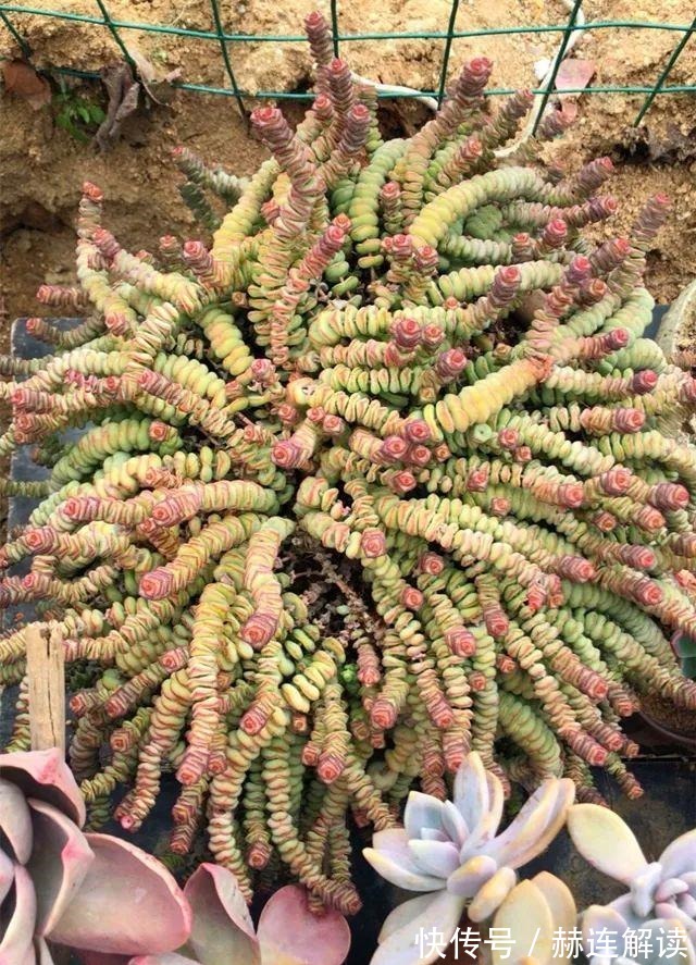 艾伦|姐姐养了9年的多肉,没有买肥就用它,个个长成精!