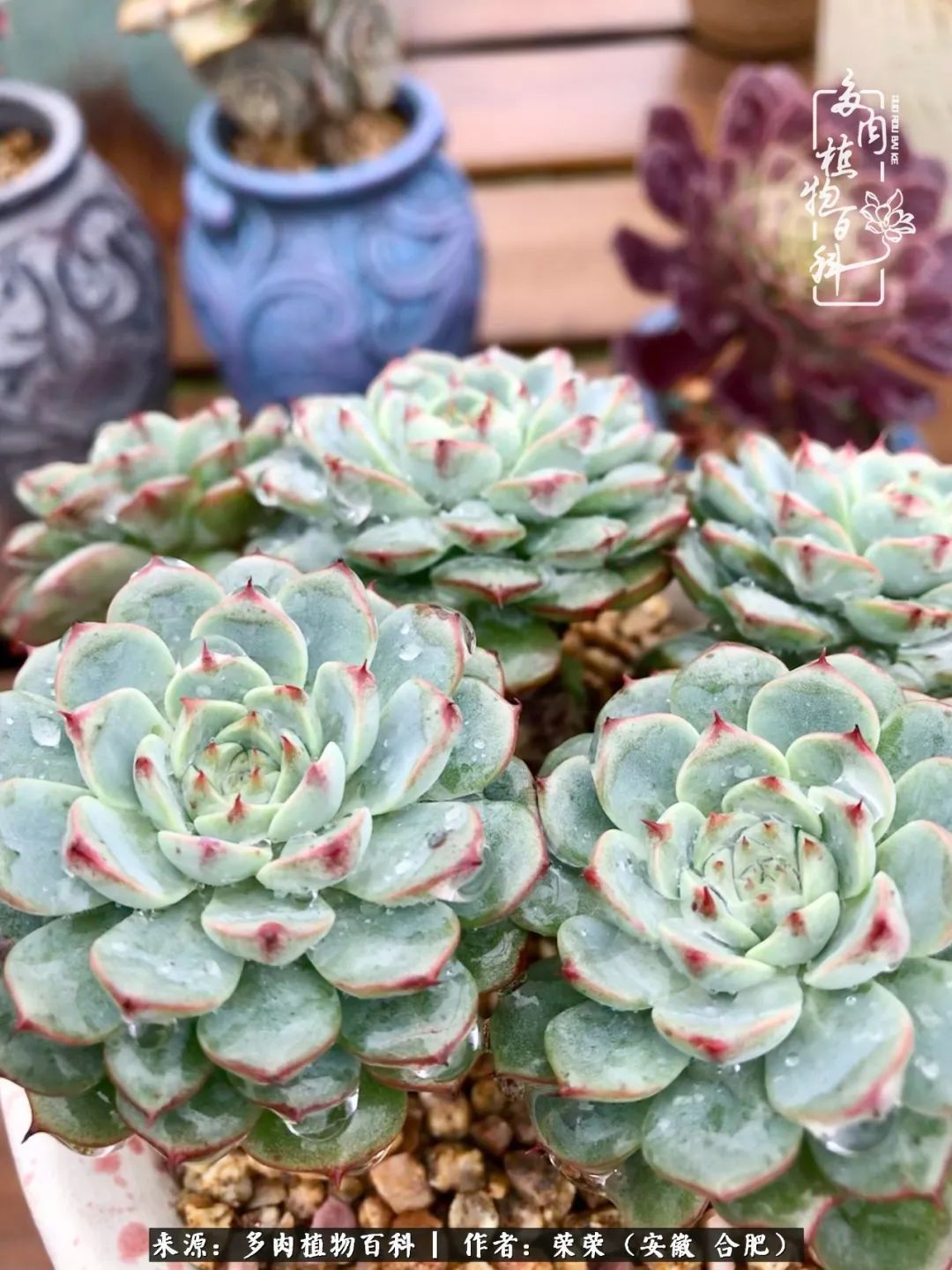 金秋时节,变化带来的惊喜不正是养肉的乐趣所在么!