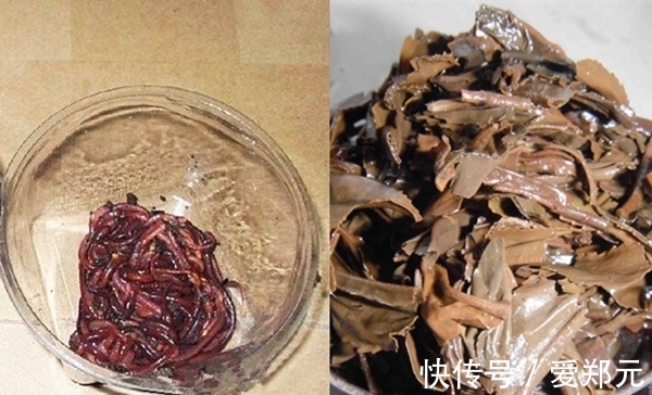 蘸饵|冬季用蚯蚓钓鲫鱼，别直接挂钩，做这两个步骤，上鱼快咬钩猛！