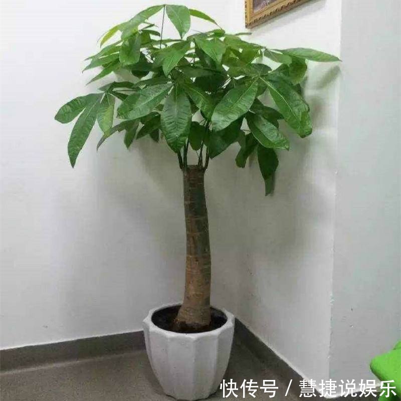 植株|冬天发财树养护，掌握好这“3个”技巧，叶常青不发黄！