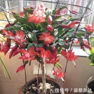 粉末|花盆里撒一把鸡蛋壳,作用真厉害,不生虫不黄叶,叶绿根壮爆满盆