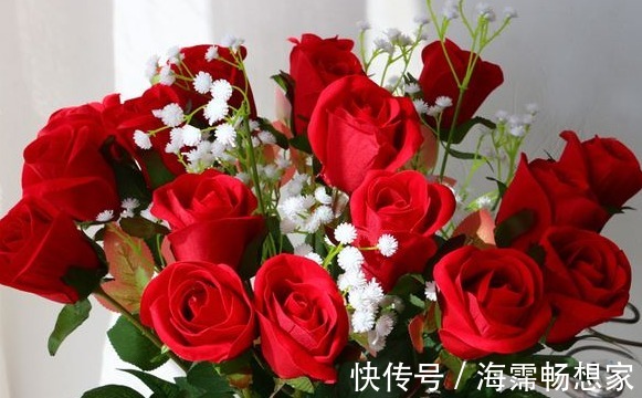 大家见过“卡罗拉玫瑰”吗,色调纯正,鲜艳照人,观赏性价值极高