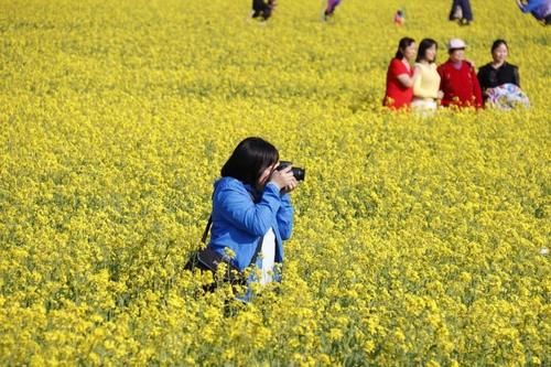 【醉美吕田】黄花风铃璀璨开满山！鹰嘴桃花粉嫩涨满屏！油菜花灿烂铺满地！