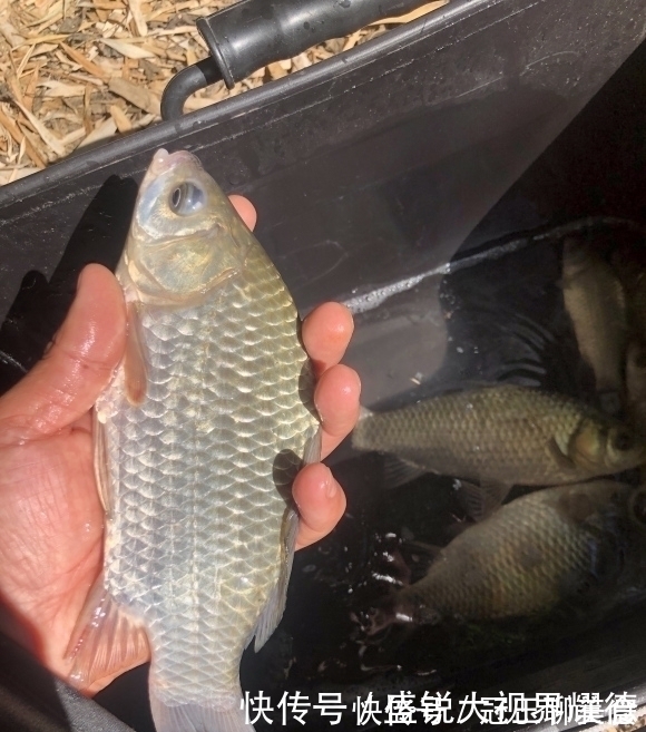钩子|蚯蚓挂法优劣对比,根据鱼情做最优选择,渔获显著提升