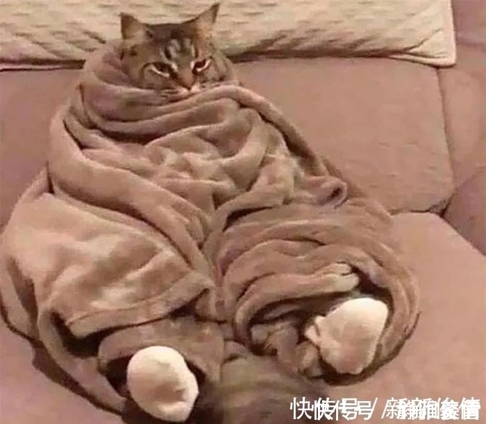 插画$插画家画了几只猫,被网友吐槽瞎画,放上原照后,人们直接无语