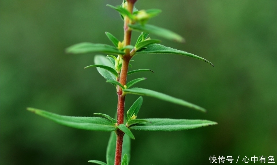 农村一种“苦草”，曾是李时珍的救命药，与黄连齐名，止咳有奇效