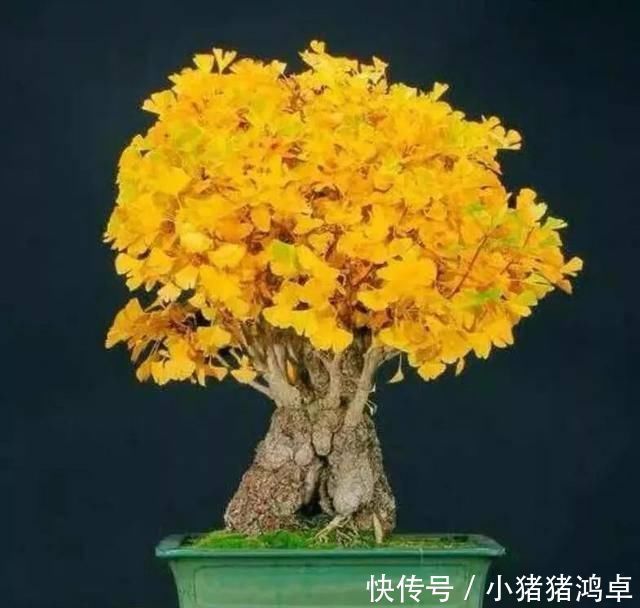 银杏树|聪明人爱养这八种“守家树”,护宅吉祥保平安,养好了都是传家宝