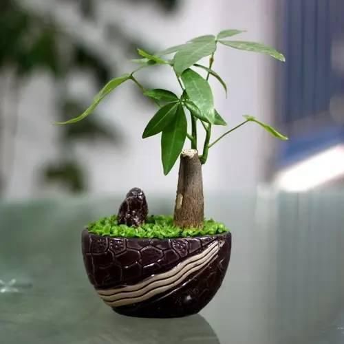 送给那些养花，却总是把花养死的人