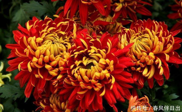 对待新手超友好的几款花卉,不用操心,媲美玫瑰,花朵姿态万千