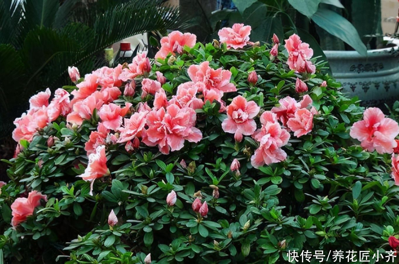 杜鹃花开败后，先做好修剪，使用两种“液体”，新芽又粗又壮