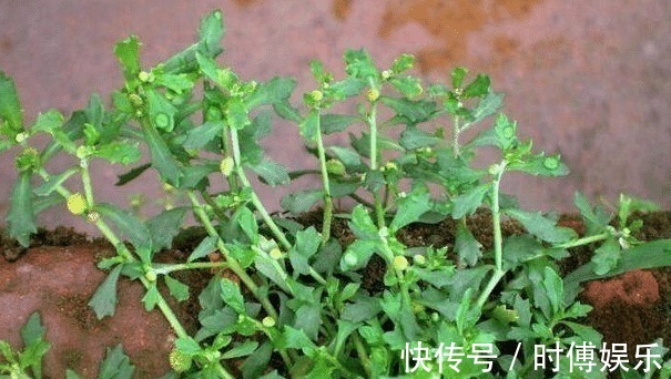 野草|三天挖不到一斤,每斤卖800元,见到别错过,因为它很稀罕!