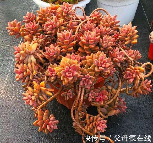 发现一户人家,大冬天阳台的“多肉”,长成了“瀑布”,太壮观了