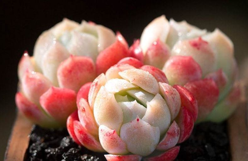 贝瑞|冰梅和双子贝瑞,一直分不清的2种多肉,养过才知道起码有4点区别