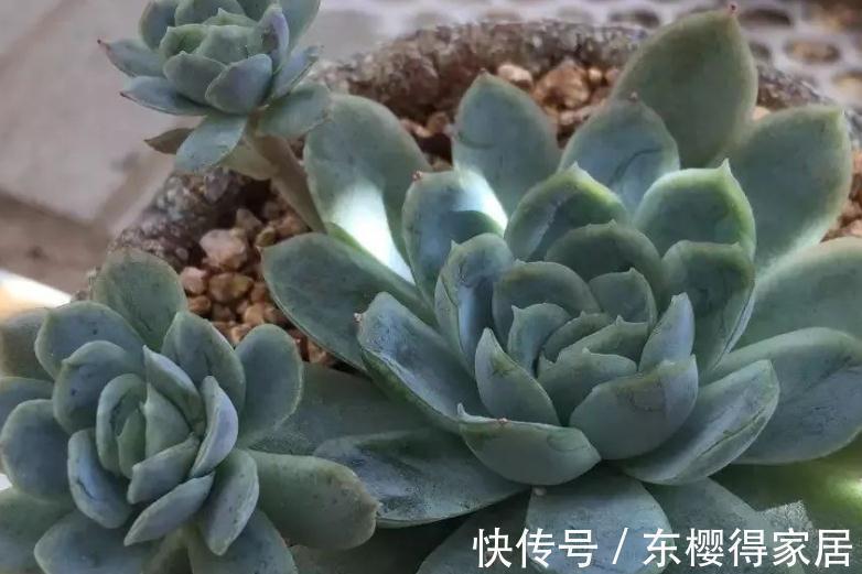 多肉|浇水是个难点,没有摸清这些要求,多肉烂根黄叶、没精神