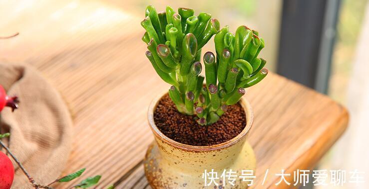 净化|公认的6种吉祥花,株型奇特寓意好,还能吸废气,大人孩子都喜欢