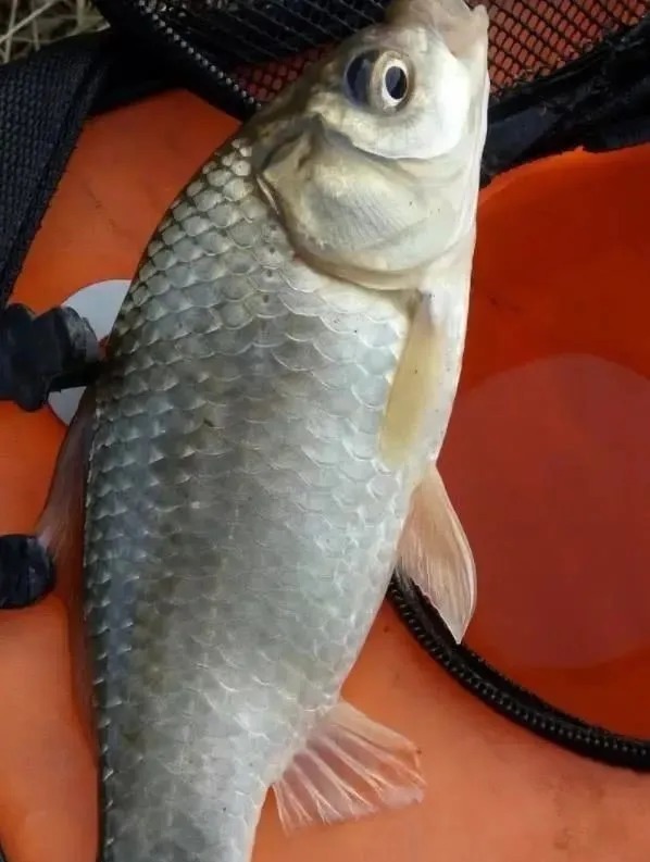 钓友|这几个台钓小技巧平时不显眼,关键时刻却能帮你大忙,记牢了