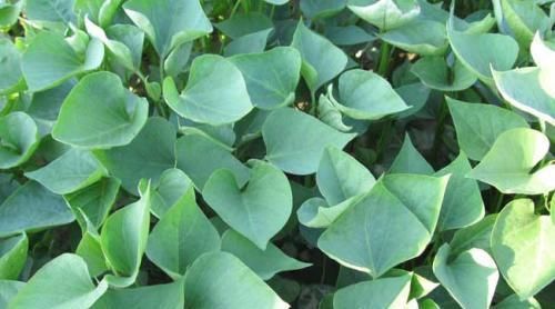 吃不完红薯,插水里就能活,增添乐趣还能食用