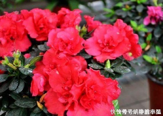 5种花清新漂亮,花香怡人,养阳台满屋飘香,谁养谁喜欢