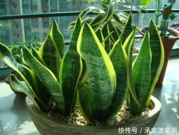 阳台养花就选4种,沾点水就疯长,开花勤还爱爆盆,美