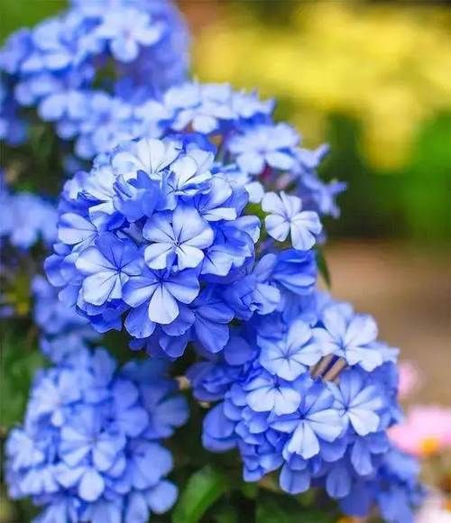 种花|4种花，是好养的“开花机器”，阳台养一盆，花儿天天开爆盆