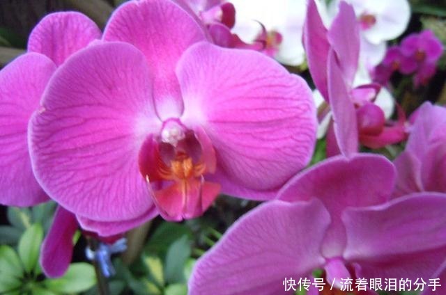 冬天出门“溜一圈”，看到“它们”捡回家，全都是养花宝贝！