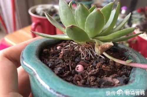 气根|多肉蓝苹果入手上盆后一周浇一圈水,10天后浇透水,现在很多气根,这样正常吗?