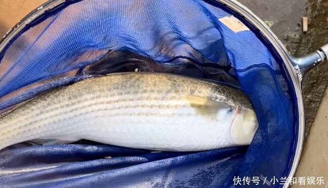 垂钓|南京一河道鲻鱼“爆发”,大的五六斤,有人每天打几十斤窝料